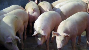Piden no consumir productos o subproductos provenientes de carne de cerdo cruda o mal cocida elaborados en un establecimiento de Acebal