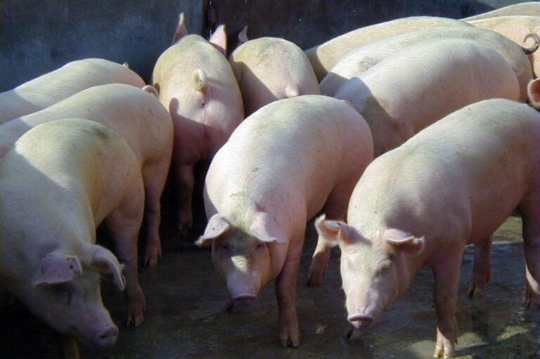 Piden no consumir productos o subproductos provenientes de carne de cerdo cruda o mal cocida elaborados en un establecimiento de Acebal