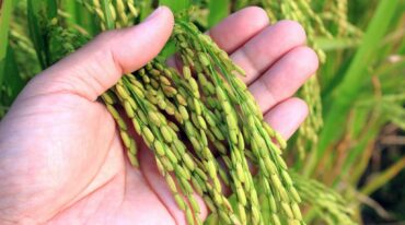 El área cultivada de arroz también creció un 7% en forma interanual. gentileza