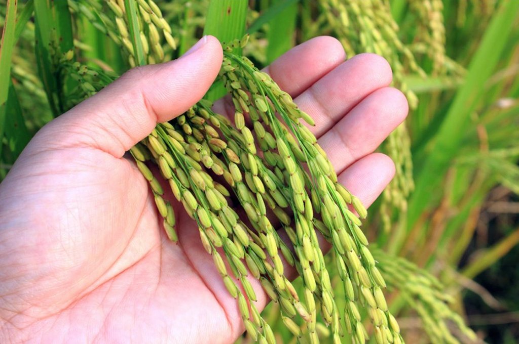 El área cultivada de arroz también creció un 7% en forma interanual. gentileza