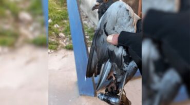El peso que a veces tiene lo que le adhieren hace fracasar los intentos de 'contrabando'. Unidad Regional XV Policía
