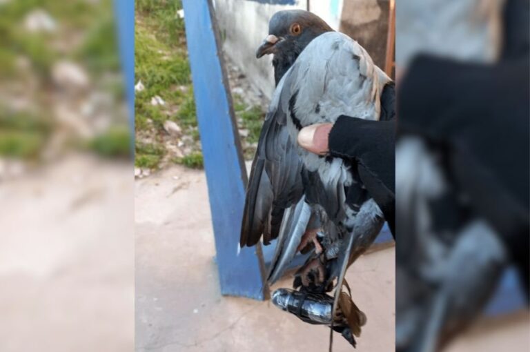 El peso que a veces tiene lo que le adhieren hace fracasar los intentos de 'contrabando'. Unidad Regional XV Policía