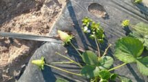 Impactos en los mulchings y frutillas afectadas en el campo de los García García. Miguel García.
