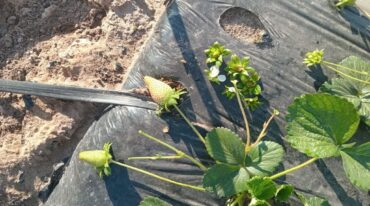 Impactos en los mulchings y frutillas afectadas en el campo de los García García. Miguel García.
