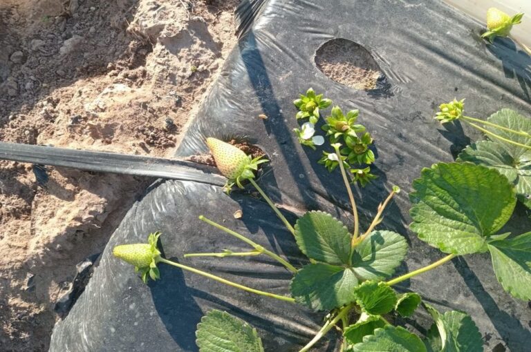 Impactos en los mulchings y frutillas afectadas en el campo de los García García. Miguel García.