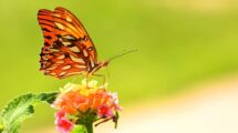 Yazmín Sangiacomo cría mariposas en su casa y fue un lugar ideal para las imágenes de Mirian.  Gentileza.
