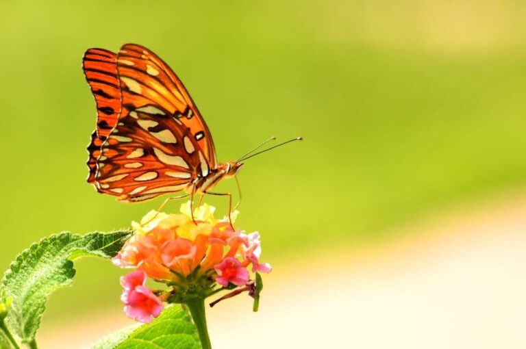 Yazmín Sangiacomo cría mariposas en su casa y fue un lugar ideal para las imágenes de Mirian.  Gentileza.