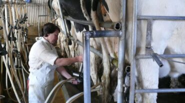 Los créditos están destinados a productores que vendan a usinas adheridas a la operatoria con BICE. Archivo.