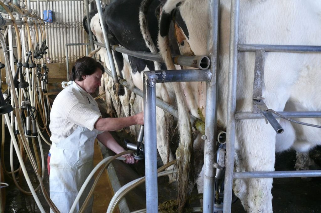 Los créditos están destinados a productores que vendan a usinas adheridas a la operatoria con BICE. Archivo.