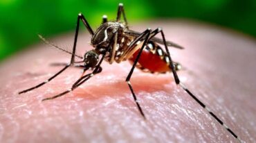 El Aedes Aegypti es el mosquito transmisor del dengue
