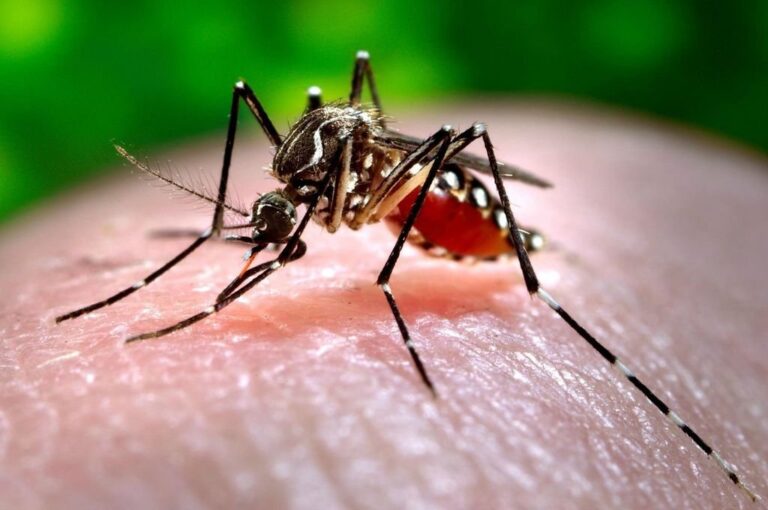 El Aedes Aegypti es el mosquito transmisor del dengue
