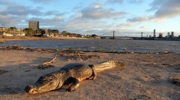 El animal mide poco más de dos metros de largo