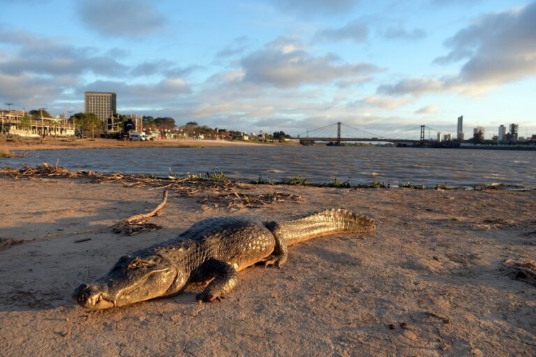 El animal mide poco más de dos metros de largo