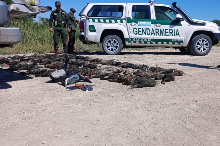 Patos cazados de manera ilegal. gentileza