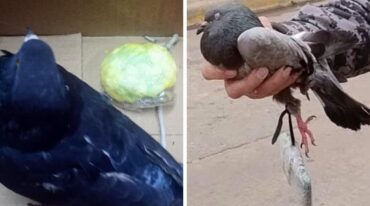 Aves «adiestradas» como delivery. Los intentos de ingresar material a la cárcel de Coronda no tuvieron éxito. Unidad Regional XV Policía