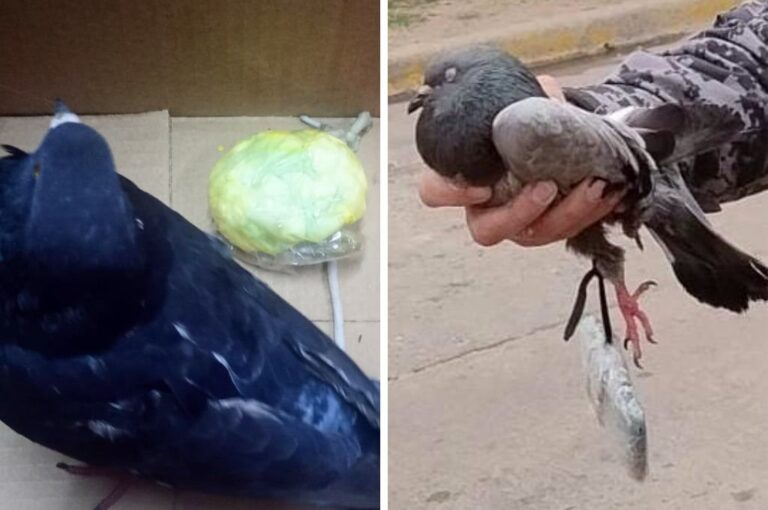Aves «adiestradas» como delivery. Los intentos de ingresar material a la cárcel de Coronda no tuvieron éxito. Unidad Regional XV Policía