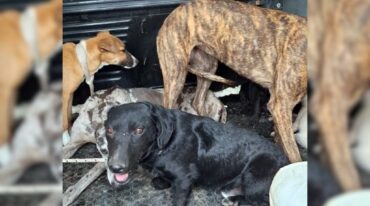 Del campo del detenido rescataron a siete perros y dos gatos. Sur24