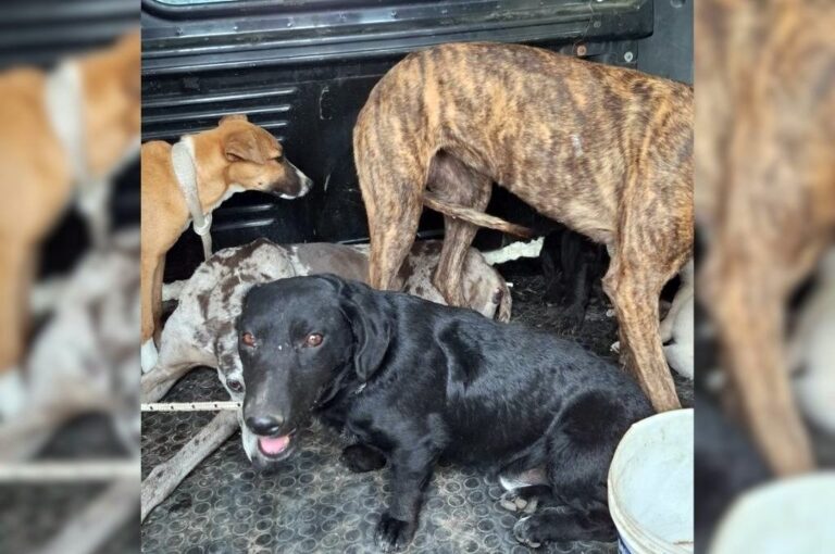 Del campo del detenido rescataron a siete perros y dos gatos. Sur24