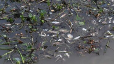 Según contaron los pescadores
