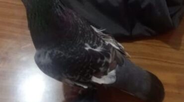 Una vez más un ave de esta especie fue utilizada para entrar droga a la Unidad 1. Estaba adentro.