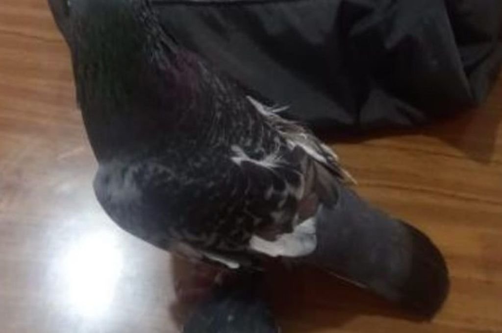 Una vez más un ave de esta especie fue utilizada para entrar droga a la Unidad 1. Estaba adentro.