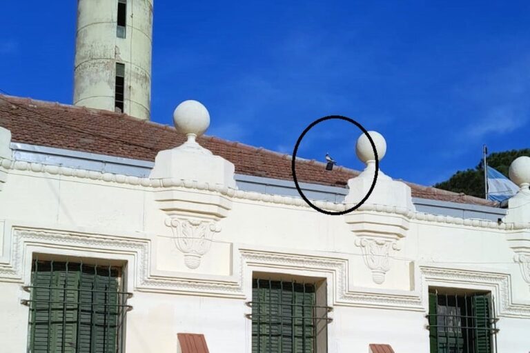 La panorámica para establecer el lugar exacto donde estaba el ave: en la pared ubicada al norte de la entrada principal. Luego se metió directamente al penal corondino. gentileza