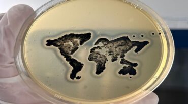 'Mapamundi: dibujo realizado con la bacteria Gram positiva Staphylococcus aureus en el medio de cultivo Agar Baird Parker (ABP)'.