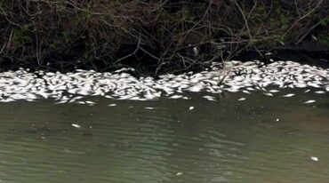 Peces muertos en puente Alvear. Belén Fedullo