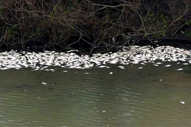 Peces muertos en puente Alvear. Belén Fedullo