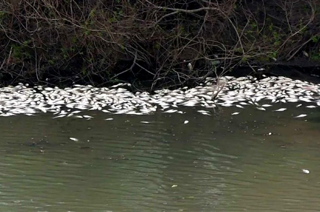 Peces muertos en puente Alvear. Belén Fedullo