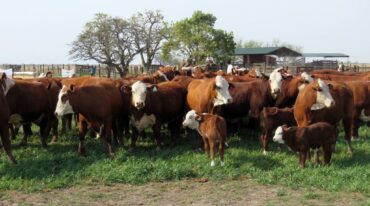 La estrategia es sacarle el ternero temprano a la vaca para mantenerla en buen estado
