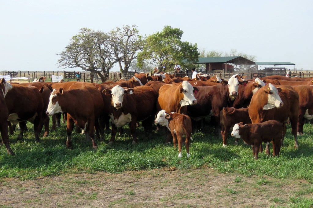 La estrategia es sacarle el ternero temprano a la vaca para mantenerla en buen estado